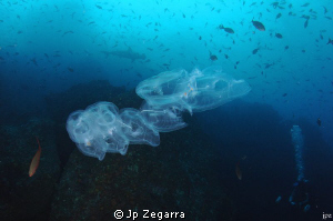 Pelagic tunicate colony... never expected to see this in ... by Jp Zegarra 